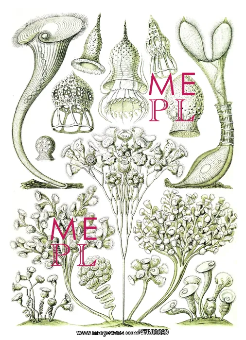 : Ernst Haeckel, Ciliates, Protozoans : Ernst Haeckel, Ciliates, Protozoans