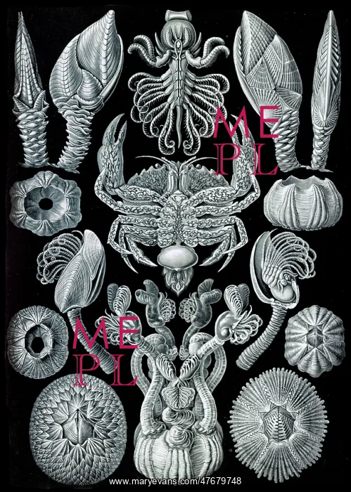 : Ernst Haeckel, Cirripedia, Barnacles : Ernst Haeckel, Cirripedia, Barnacles