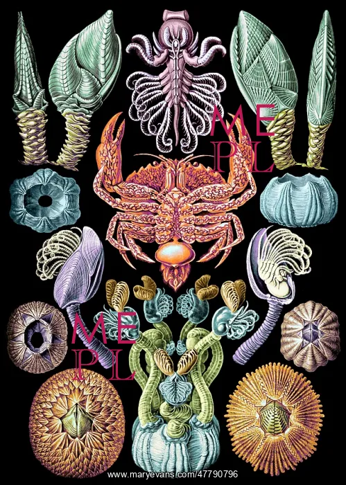 : Ernst Haeckel, Cirripedia, Barnacles : Ernst Haeckel, Cirripedia, Barnacles