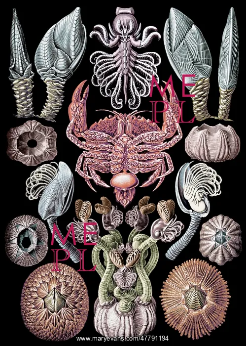 : Ernst Haeckel, Cirripedia, Barnacles : Ernst Haeckel, Cirripedia, Barnacles