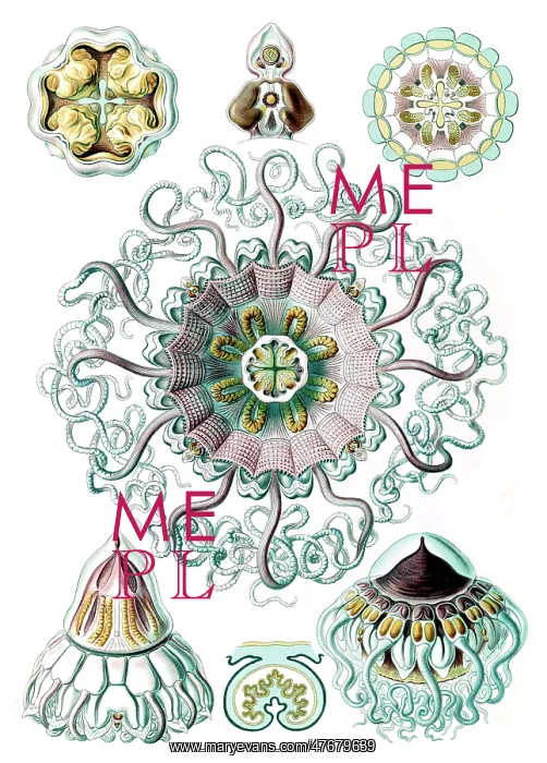 : Ernst Haeckel, Cnidaria, Jellyfish : Ernst Haeckel, Cnidaria, Jellyfish