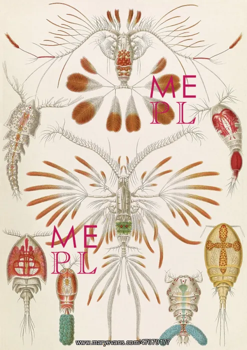 : Ernst Haeckel, Copepoda, Crustaceans : Ernst Haeckel, Copepoda, Crustaceans