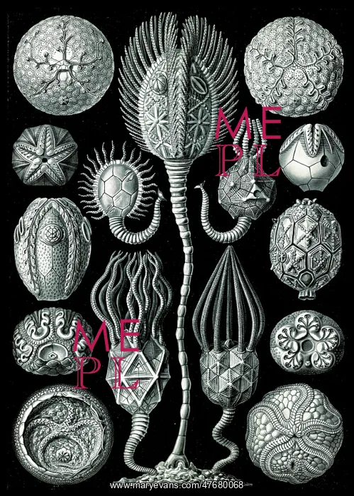 : Ernst Haeckel, Cystoidea, Extinct Echinoderm : Ernst Haeckel, Cystoidea, Extinct Echinoderm