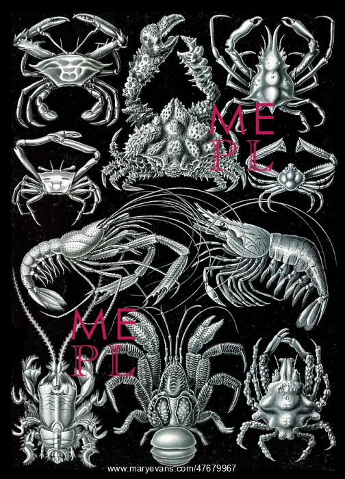 : Ernst Haeckel, Decapoda, Crabs : Ernst Haeckel, Decapoda, Crabs