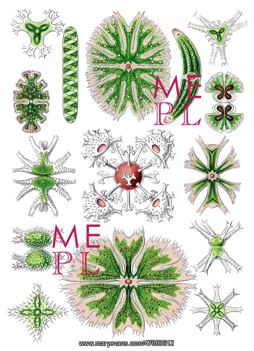 : Ernst Haeckel, Desmids, Green Algae : Ernst Haeckel, Desmids, Green Algae