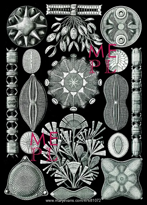 : Ernst Haeckel, Diatoms : Ernst Haeckel, Diatoms
