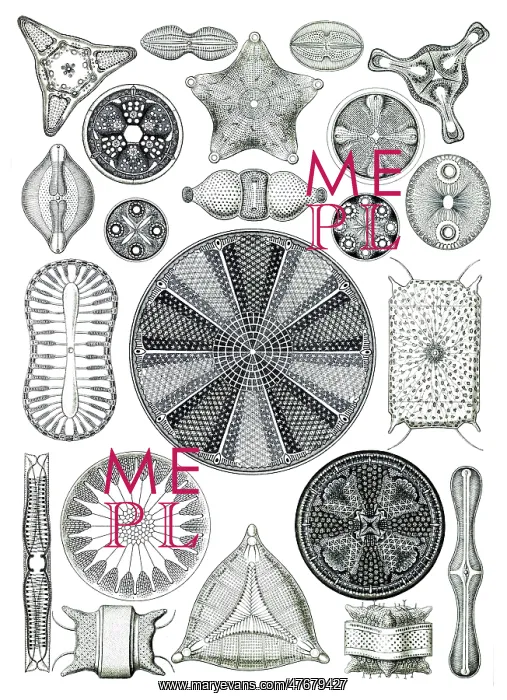: Ernst Haeckel, Diatoms, Microalgae : Ernst Haeckel, Diatoms, Microalgae