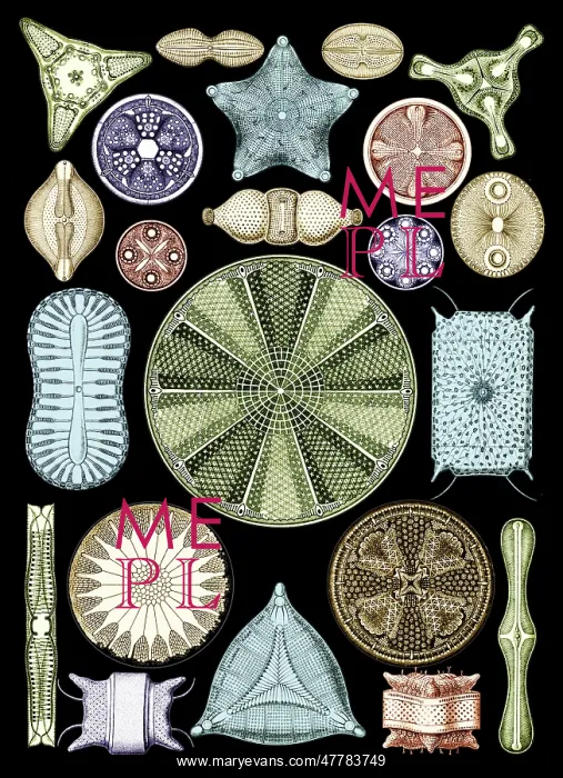 : Ernst Haeckel, Diatoms, Microalgae : Ernst Haeckel, Diatoms, Microalgae