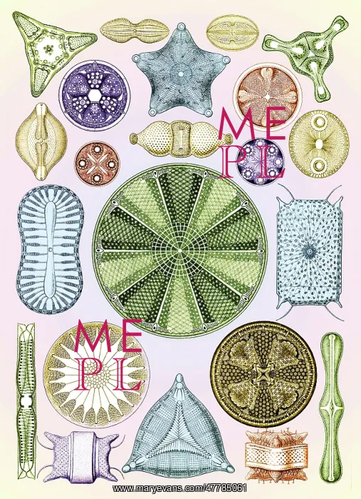 : Ernst Haeckel, Diatoms, Microalgae : Ernst Haeckel, Diatoms, Microalgae