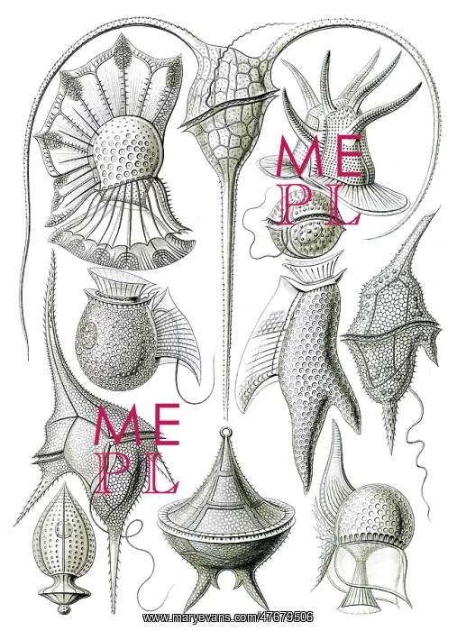 : Ernst Haeckel, Dinoflagellates : Ernst Haeckel, Dinoflagellates