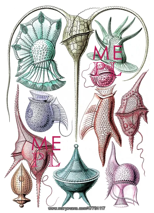 : Ernst Haeckel, Dinoflagellates : Ernst Haeckel, Dinoflagellates