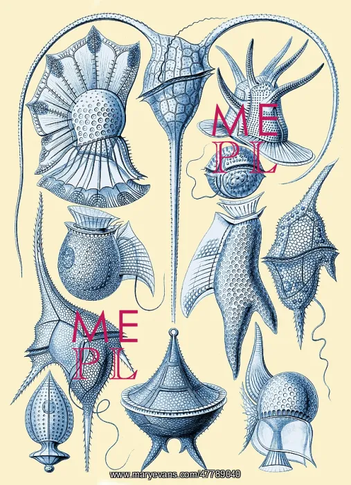 : Ernst Haeckel, Dinoflagellates : Ernst Haeckel, Dinoflagellates