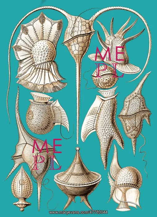 : Ernst Haeckel, Dinoflagellates : Ernst Haeckel, Dinoflagellates