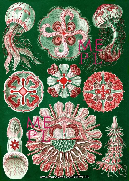 : Ernst Haeckel, Discomedusae, Jellyfish : Ernst Haeckel, Discomedusae, Jellyfish