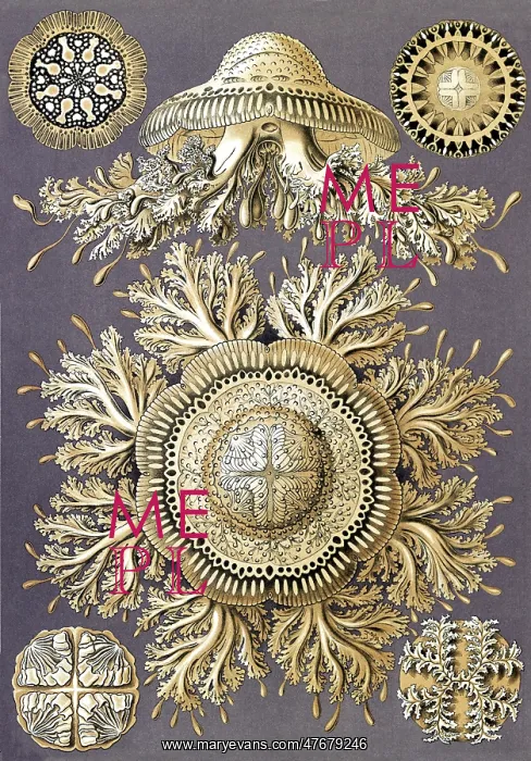 : Ernst Haeckel, Discomedusae, Jellyfish : Ernst Haeckel, Discomedusae, Jellyfish