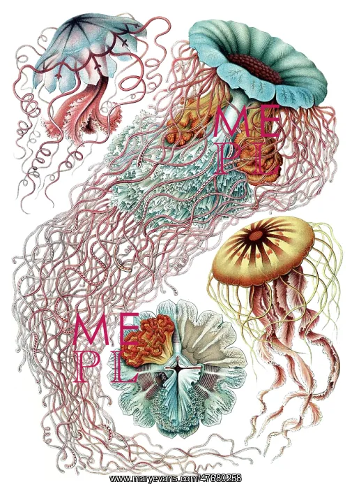 : Ernst Haeckel, Discomedusae, Jellyfish : Ernst Haeckel, Discomedusae, Jellyfish