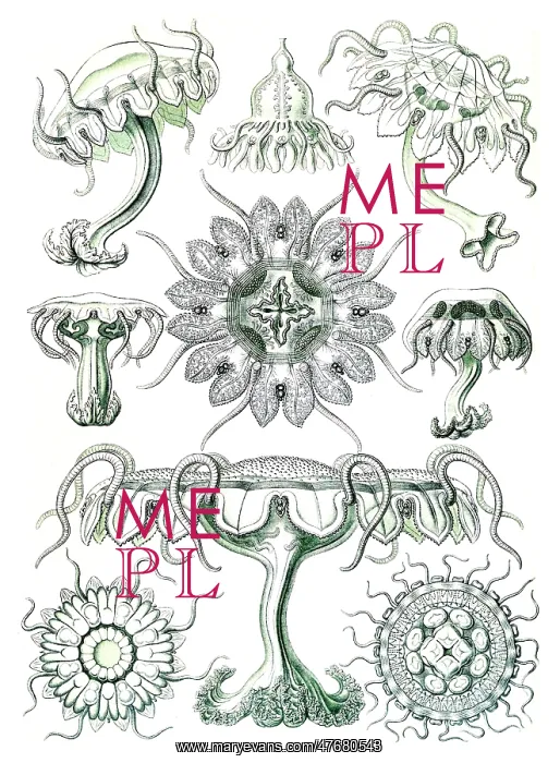 : Ernst Haeckel, Discomedusae, Jellyfish : Ernst Haeckel, Discomedusae, Jellyfish