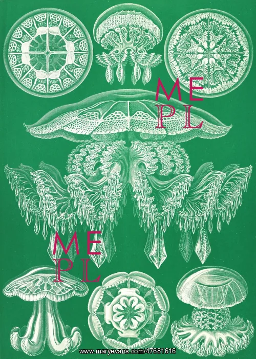 : Ernst Haeckel, Discomedusae, Jellyfish : Ernst Haeckel, Discomedusae, Jellyfish