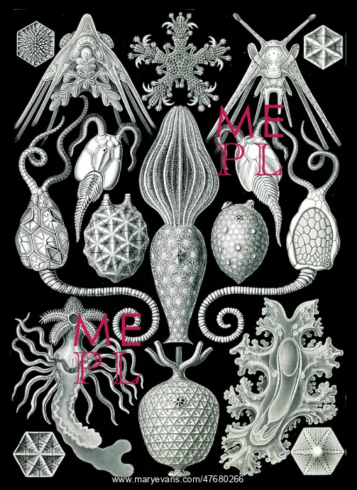 : Ernst Haeckel, Echinoderms : Ernst Haeckel, Echinoderms