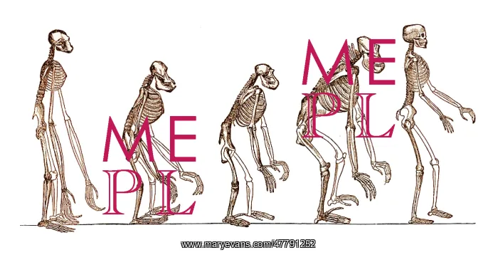 : Ernst Haeckel, Evolution of Man, 1879 : Ernst Haeckel, Evolution of Man, 1879