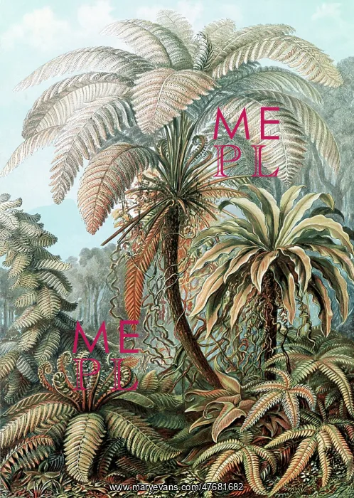 : Ernst Haeckel, Ferns : Ernst Haeckel, Ferns
