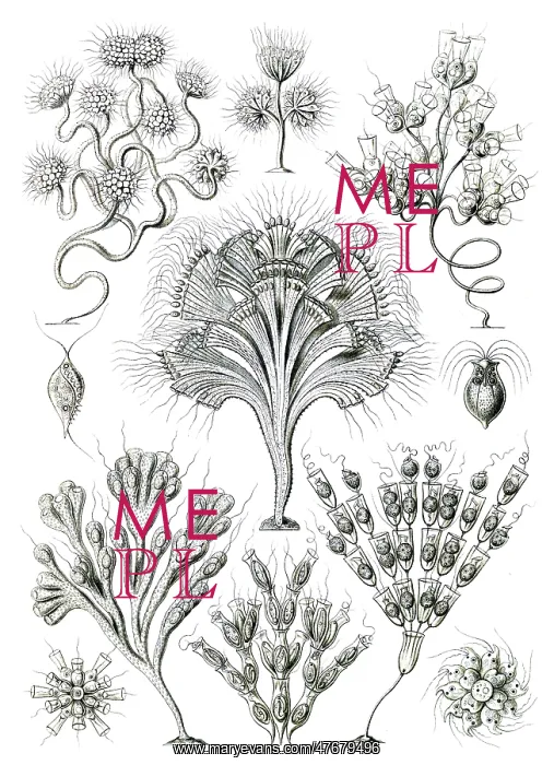 : Ernst Haeckel, Flagellates : Ernst Haeckel, Flagellates