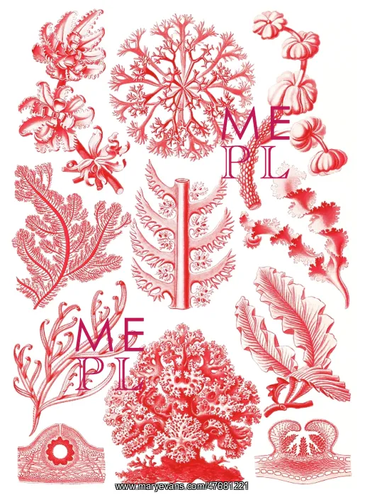 : Ernst Haeckel, Florideophyceae, Red Algae : Ernst Haeckel, Florideophyceae, Red Algae