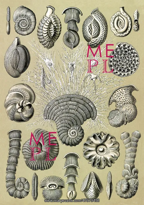 : Ernst Haeckel, Foraminifera, Protist : Ernst Haeckel, Foraminifera, Protist