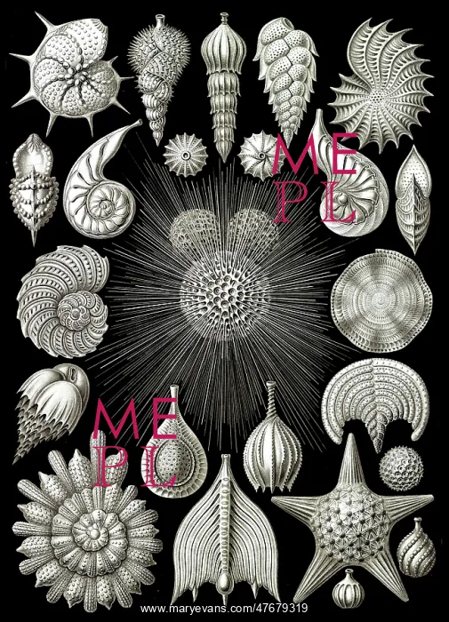 : Ernst Haeckel, Foraminifera, Protists : Ernst Haeckel, Foraminifera, Protists