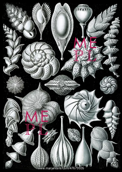 : Ernst Haeckel, Foraminifera, Protists : Ernst Haeckel, Foraminifera, Protists
