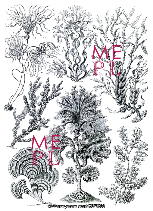 : Ernst Haeckel, Fucaceae, Brown Algae : Ernst Haeckel, Fucaceae, Brown Algae