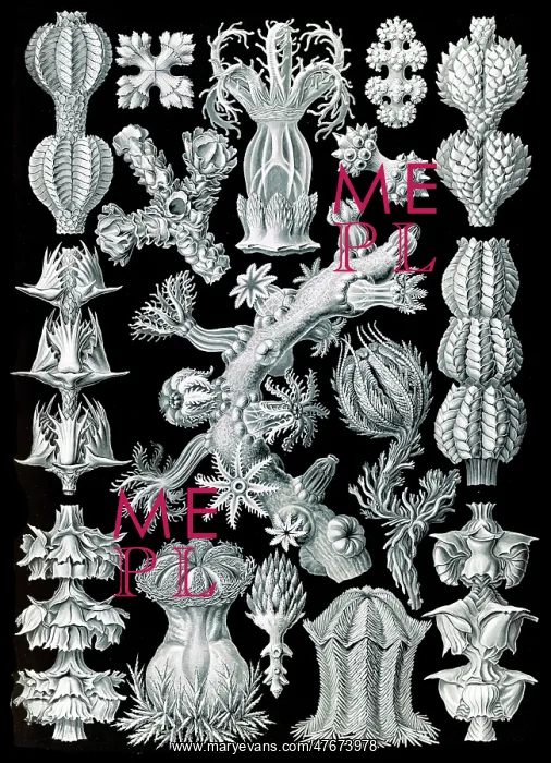 : Ernst Haeckel, Gorgoniidae, Soft Corals : Ernst Haeckel, Gorgoniidae, Soft Corals
