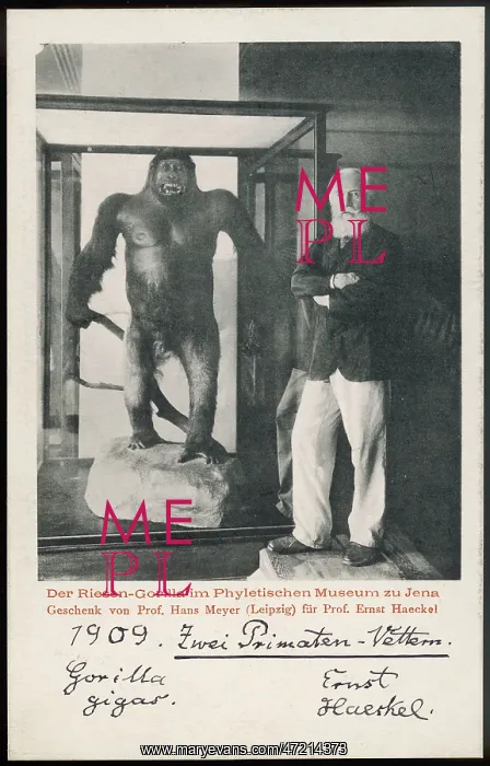 : ERNST HAECKEL & GORILLA