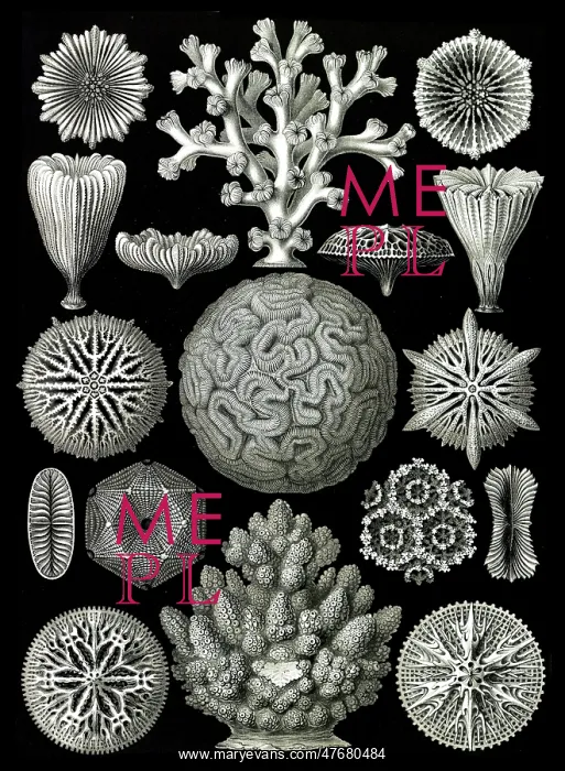 : Ernst Haeckel, Hexacorallia, Corals : Ernst Haeckel, Hexacorallia, Corals
