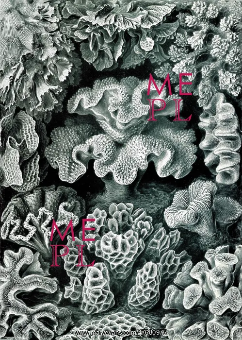 : Ernst Haeckel, Hexacorallia, Corals : Ernst Haeckel, Hexacorallia, Corals