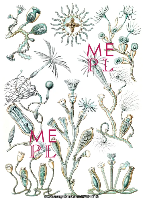  : Ernst Haeckel, Hydroza