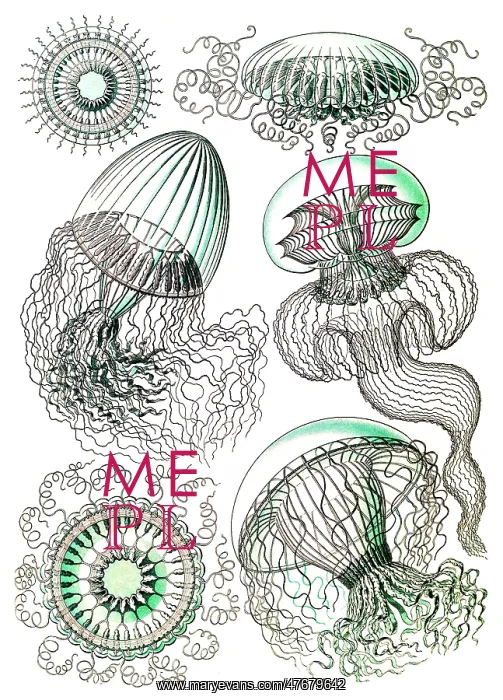 : Ernst Haeckel, Leptothecata, Thecate Hydroids : Ernst Haeckel, Leptothecata, Thecate Hydroids