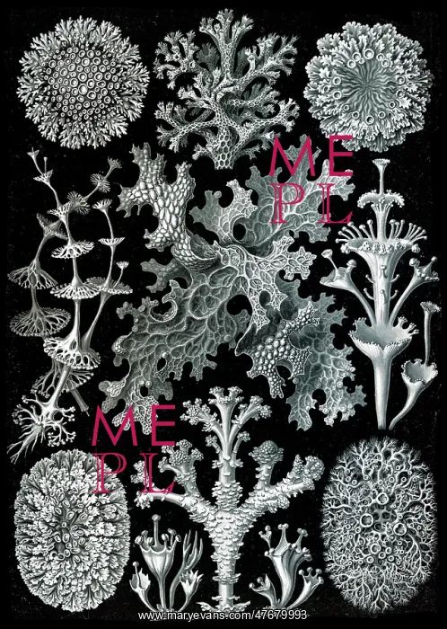 : Ernst Haeckel, Lichens : Ernst Haeckel, Lichens