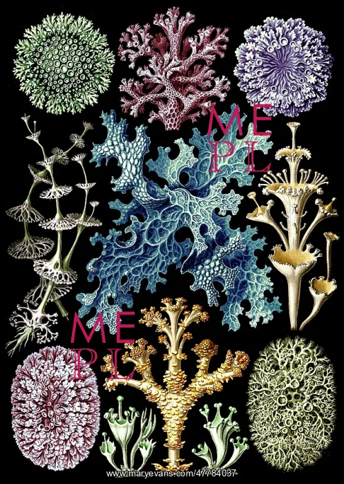 : Ernst Haeckel, Lichens : Ernst Haeckel, Lichens
