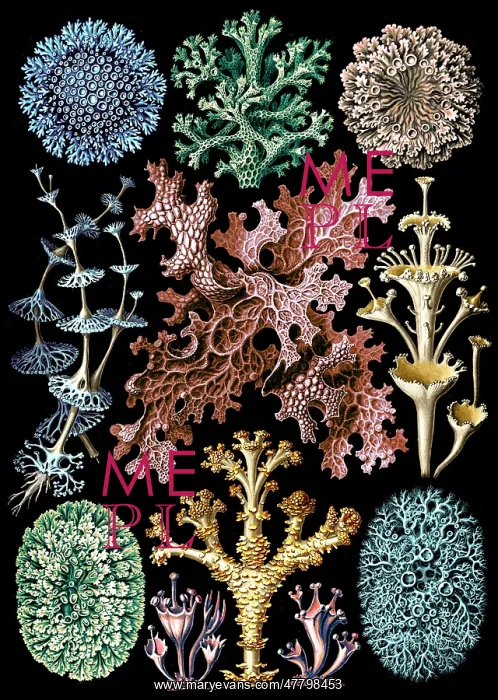: Ernst Haeckel, Lichens : Ernst Haeckel, Lichens