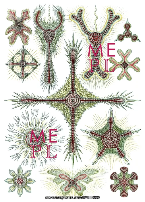 : Ernst Haeckel, Marine Invertebrates : Ernst Haeckel, Marine Invertebrates