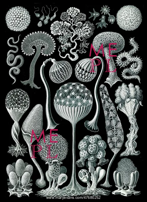 : Ernst Haeckel, Mycetozoa, Slime Molds : Ernst Haeckel, Mycetozoa, Slime Molds