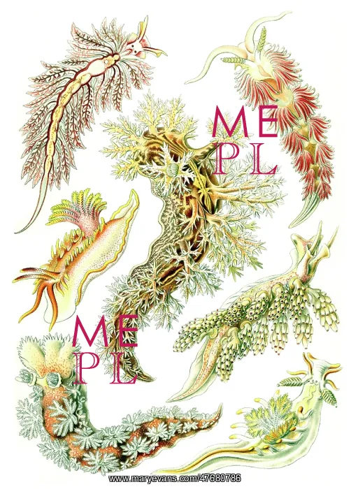 : Ernst Haeckel, Nudibranchs : Ernst Haeckel, Nudibranchs