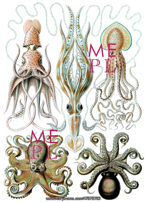 : Ernst Haeckel, Octopoda, Octopus : Ernst Haeckel, Octopoda, Octopus