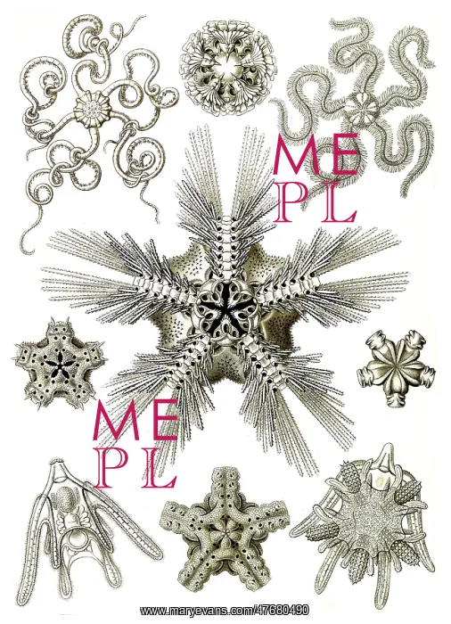 : Ernst Haeckel, Ophiuroidea, Brittle Stars : Ernst Haeckel, Ophiuroidea, Brittle Stars