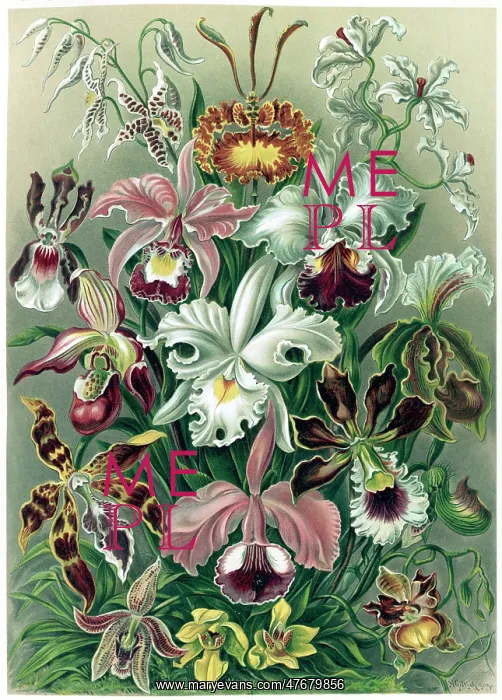 : Ernst Haeckel, Orchideae, Orchids : Ernst Haeckel, Orchideae, Orchids