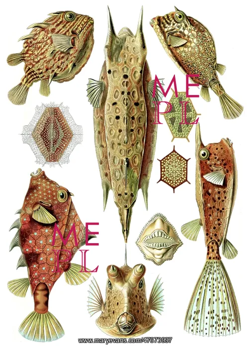 : Ernst Haeckel, Ostraciidae, Boxfish : Ernst Haeckel, Ostraciidae, Boxfish