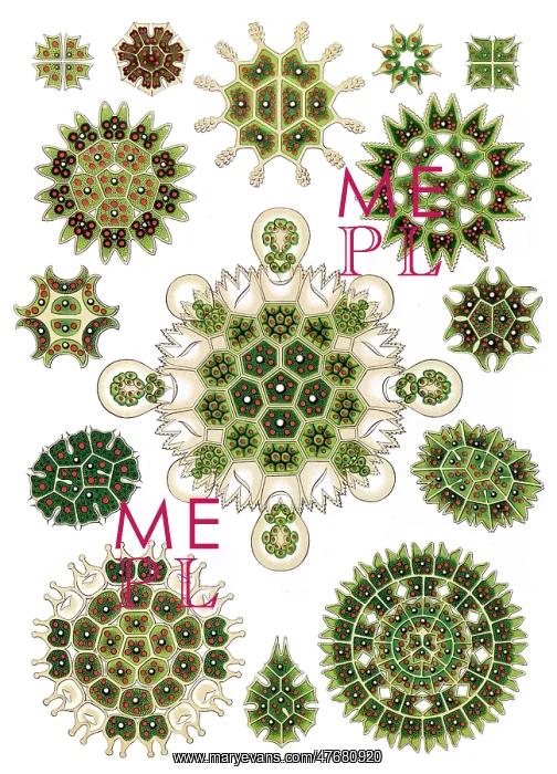 : Ernst Haeckel, Pediastrum, Green Algae : Ernst Haeckel, Pediastrum, Green Algae