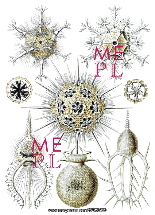 : Ernst Haeckel, Phaeodarea, Amoebas : Ernst Haeckel, Phaeodarea, Amoebas