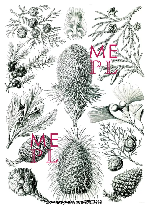 : Ernst Haeckel, Pinophyta, Conifers : Ernst Haeckel, Pinophyta, Conifers
